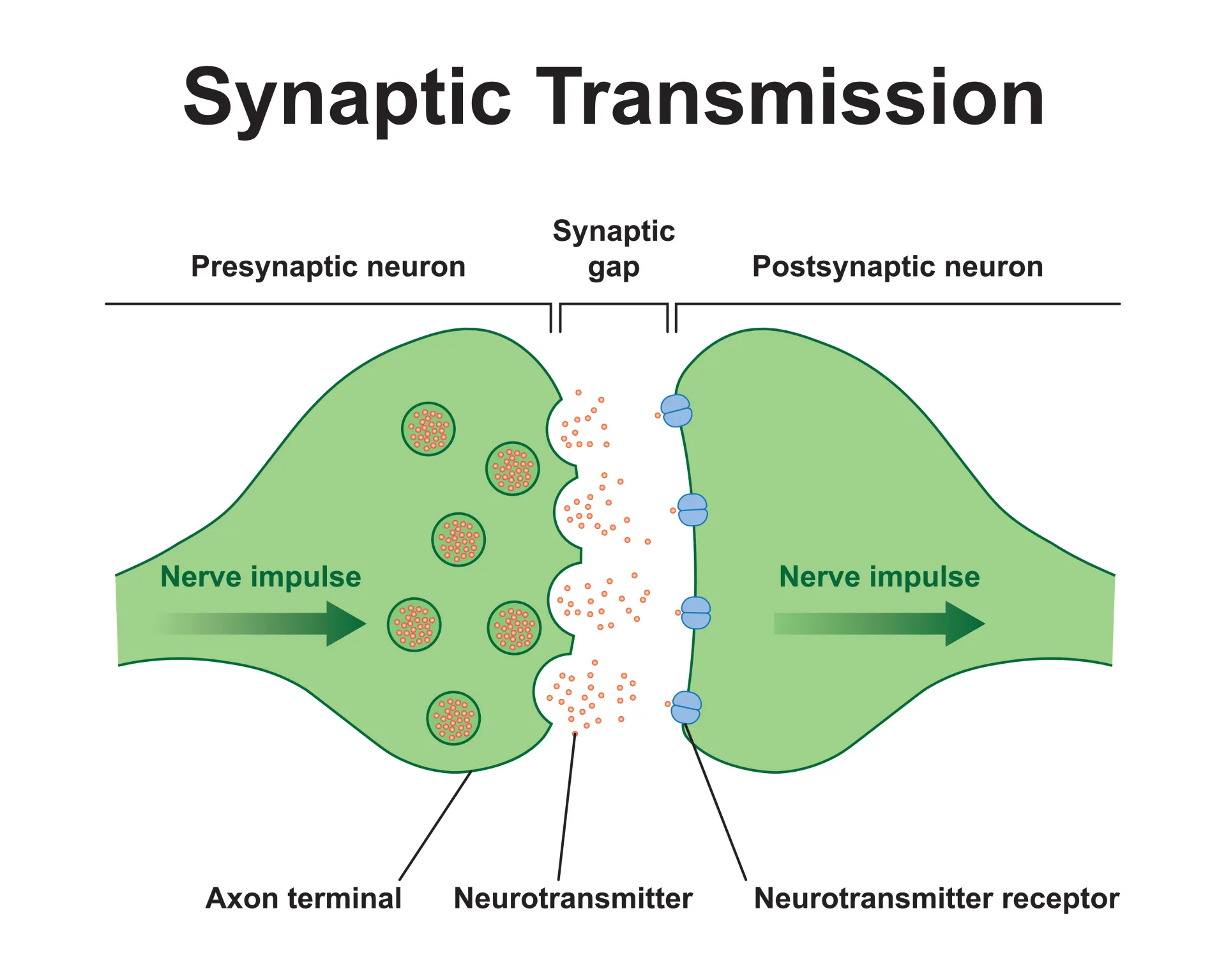 Synaptic transmission diagram